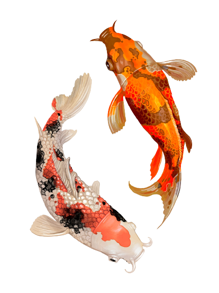 Budidaya Ikan Koi